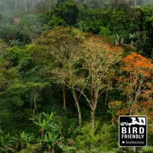 Bird Friendly Coffee